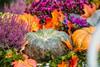 Green and orange pumpkins growing surrounded by purple heather and autumnal leaves 