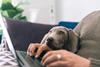 Person working with laptop with dog resting on their arm 