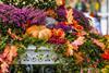 Autumnal oange and green pumpkins surrounded by flowers and berries and cabbages 