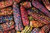 A bundle of autumnal multicoloured corn