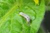 Cutworm on a leaf