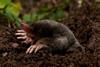 A European mole emerging from the ground