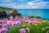 Pink flowers in foreground a Cornwall beach in background