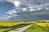 Rapeseed fields in Cambridgeshire with road through middle