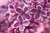 Pink and white lilac flowers