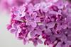 Small pink lilac flowers