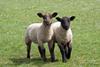 Two black and white lambs running on grass