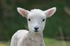 One white lamb with background grass