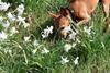 A dog playing in a field of narcissus daffodil flowers