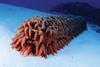 A sea cucumber, which contains vanadium in its blood pigment