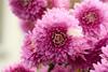 Big pink, multi-petalled aster flowers