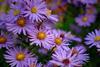 Several close up flowers of purple aster 