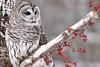 Owl sits on a branch with red berries in the snow