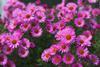 Close up of several pink aster flowers on a bush