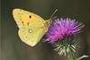 Photo of a Pale Clouded yellow butterfly showing the wings closed and it sitting ona thistle 