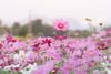 A field of pink Cosmos 