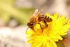 A honey bee sitting on a bright dandelion 