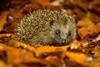 Hedgehog walking in autumn leaves
