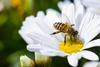 A honey bee sitting on the centre of a big daisy flower