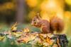 Red squirrel standing on tree stump in forest
