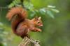 Red squirrel standing on tree stump