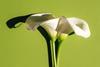 Calla lillies on a green background