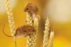 Harvest mice on wheat 