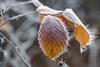 A frosty autumn leaf