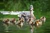 Family of ducks