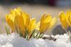 Bright yellow crocus bulbs flowering in snow and sunshine 