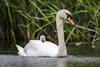 Swan with cygent on its back
