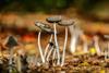 Little mushrooms with long white stems growing out of autumnal leaves 