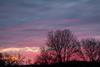 Winter trees at sunset