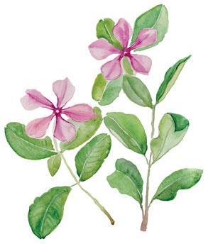 Periwinkle Flower Petal Leaves Stem Nature Plant Stock Illustration   Download Image Now  Beauty Blossom Botany  iStock