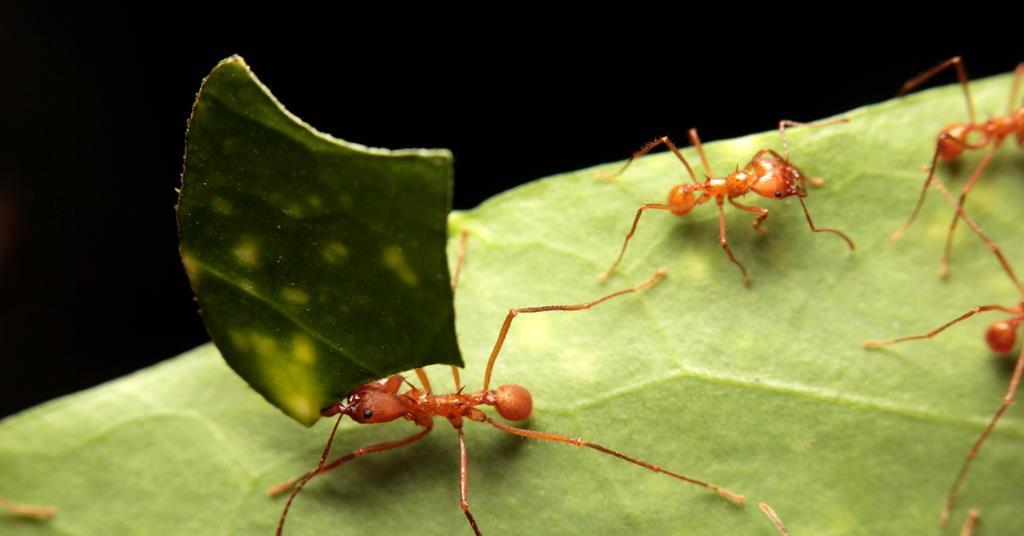 It’s an ant’s life | Feature | RSC Education