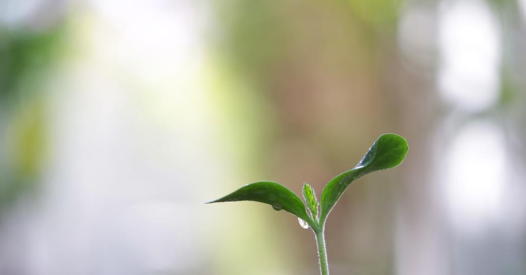 How do trees clean our air? Feature RSC Education