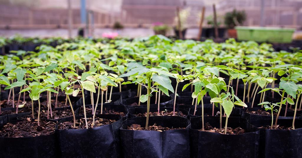 How do trees clean our air? Feature RSC Education
