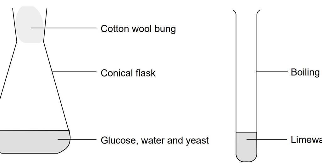 Sugar and Yeast Fermentation Experiment Anaerobic Fermentation