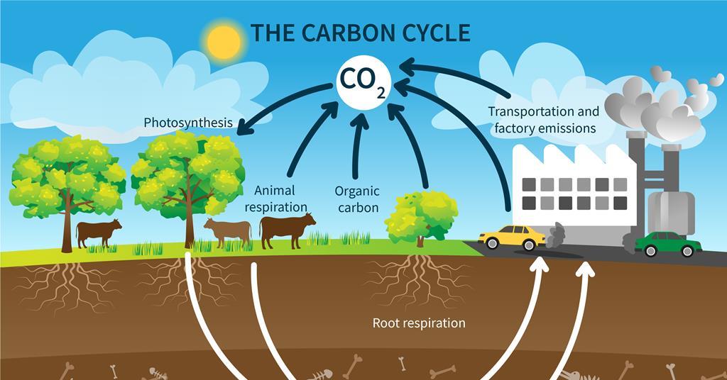carbon oxygen cycle animation