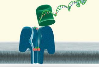 Single molecule sequencing | Feature | RSC Education