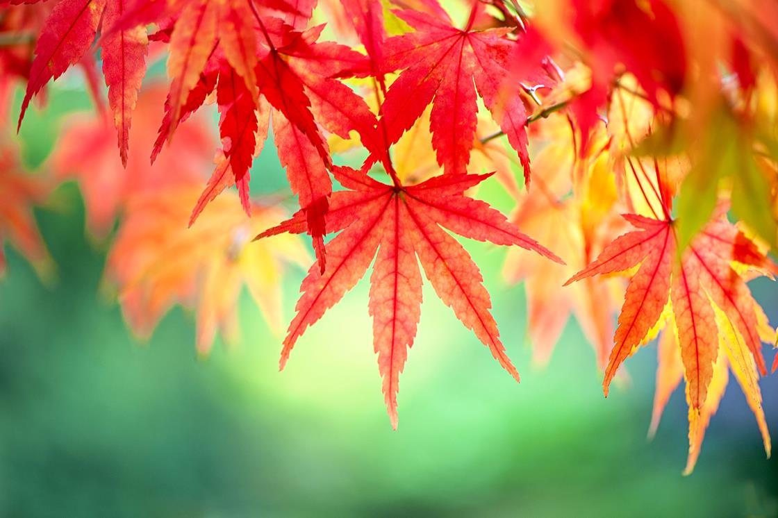 why-do-leaves-change-colour-and-fall-in-autumn-everyday-chemistry