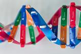 A plastic model of a DNA double helix showing the pairings of Cytosine and Guanine, and Thymine and Adenine