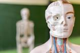 A human anatomical model in a classroom