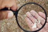 Using a magnifying glass to look at very small pieces of plastic on a beach