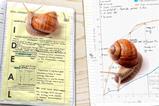 Snails crawling over science worksheets that have been completed by students