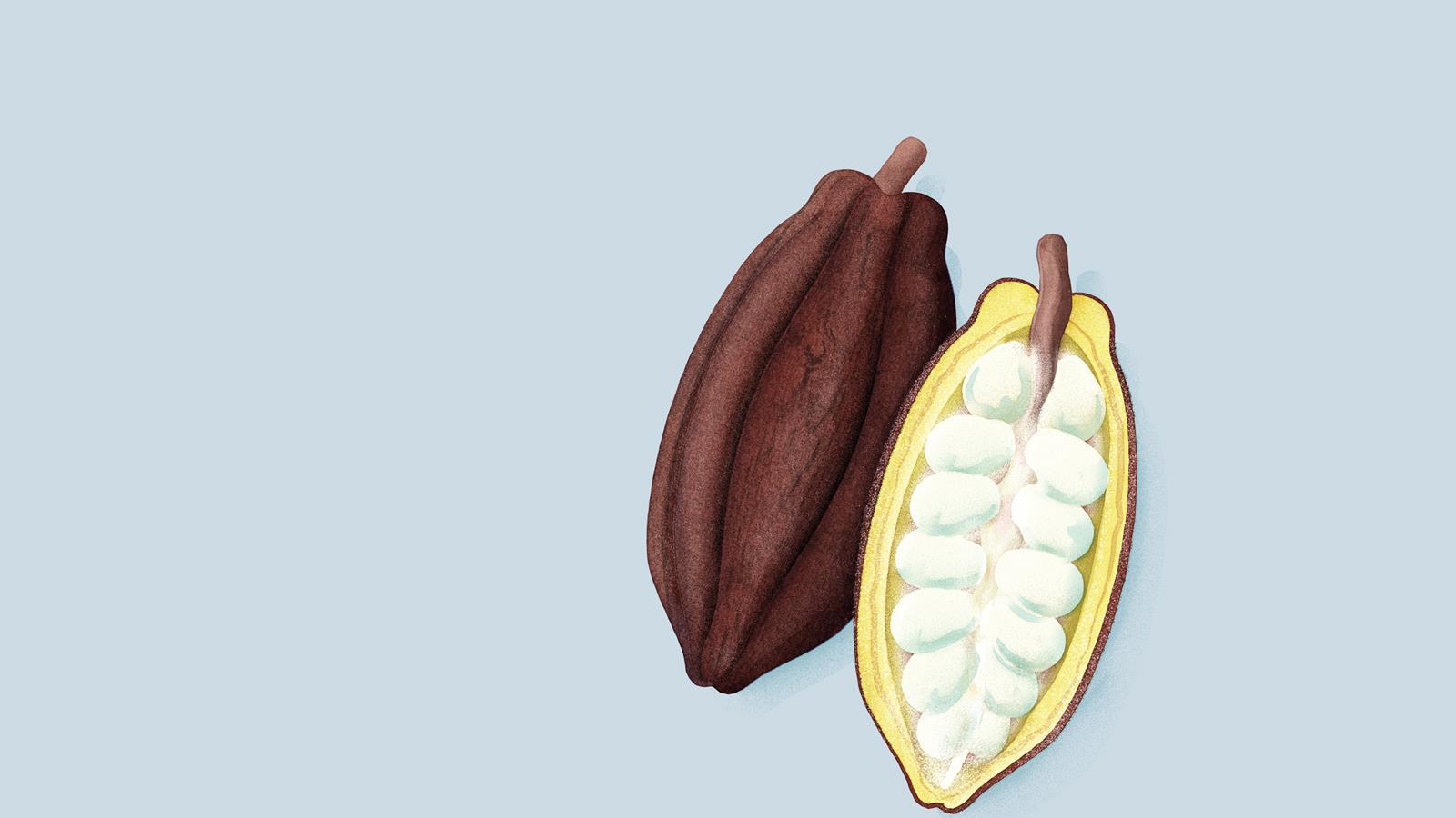 EiC Infographic - 2-cacao pods