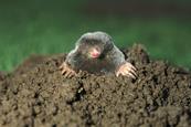 An image showing a mole peaking out of the ground