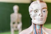 A human anatomical model in a classroom