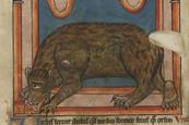 A illustration of a bear from a medieval manuscript