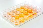 A close-up photograph of a laboratory well-plate with 24 wells, containing an orange-yellow solution